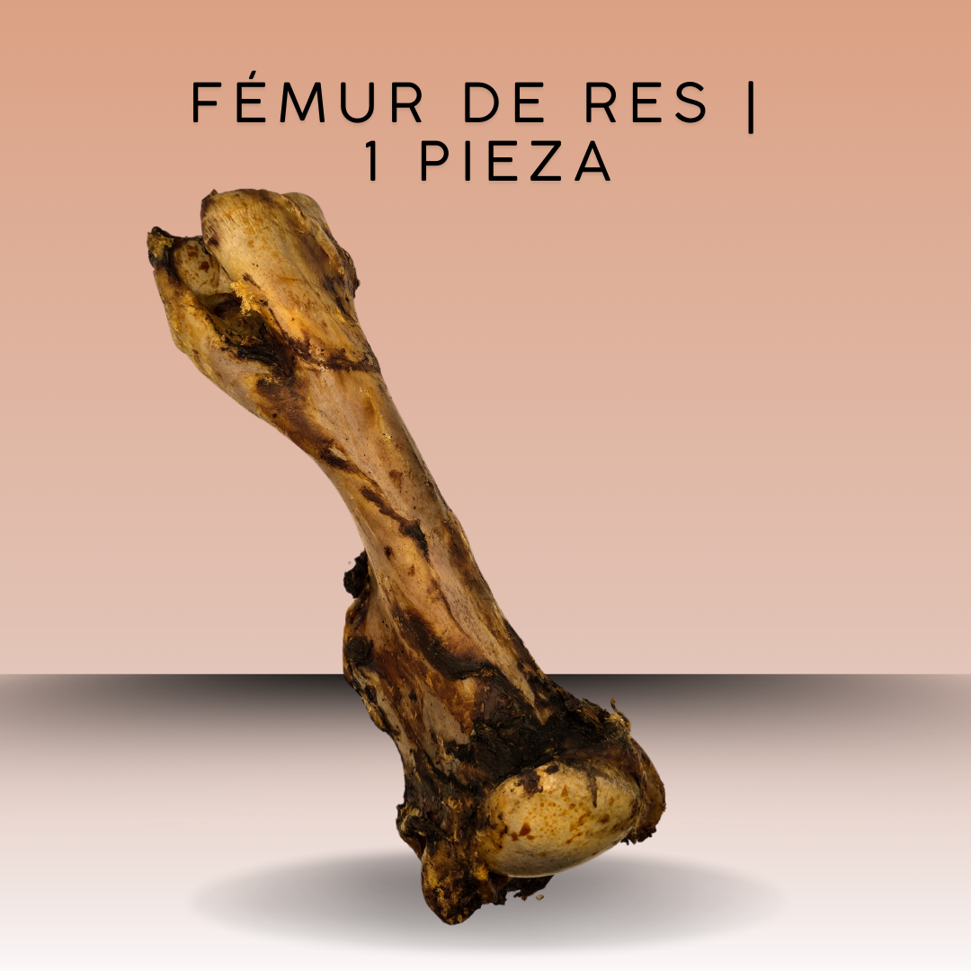 Fémur de Res