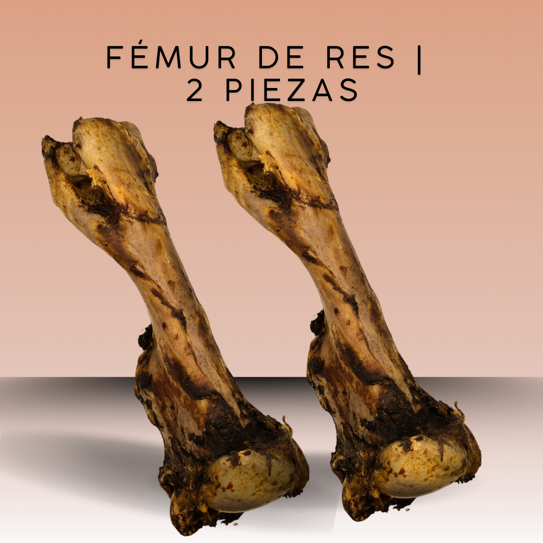 Fémur de Res