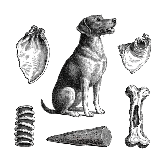 Ilustración estilo grabado de perro con mordiscos naturales saludables Prandy