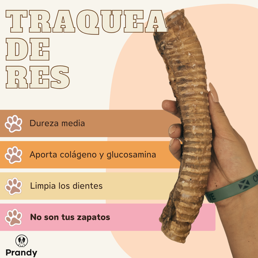 Traquea de Res